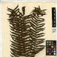 Cyathea christii Copel.