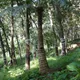 Crozier cycas