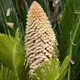 Sago palm