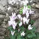 Florist cyclamen