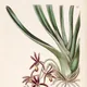 Two-colored Cymbidium