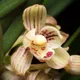 Four Season Orchid