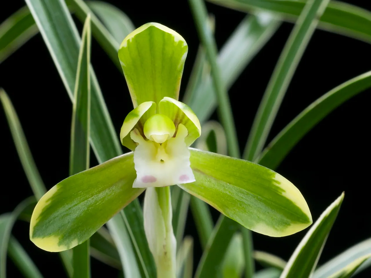 Noble orchid