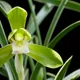 Noble orchid