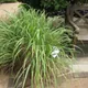 Lemongrass