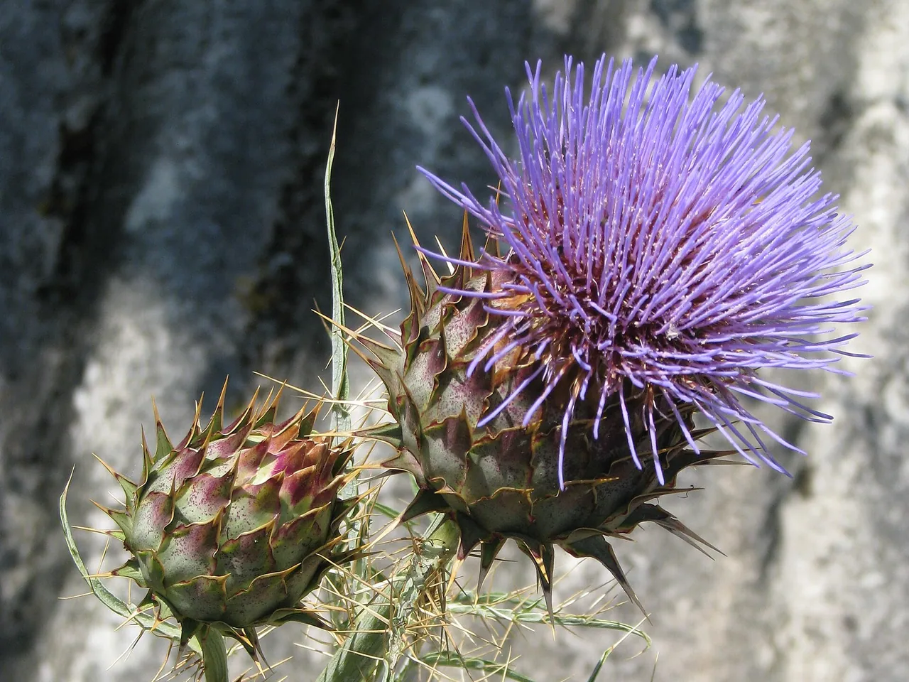 Artichoke