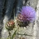 Artichoke