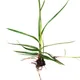 Almendra de tierra
