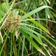 African sedge