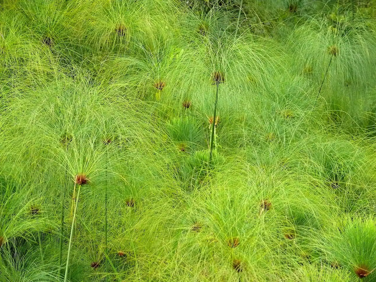 CyperusPapyrus