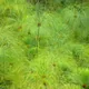 CyperusPapyrus