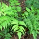 Cyrtomium falcatum