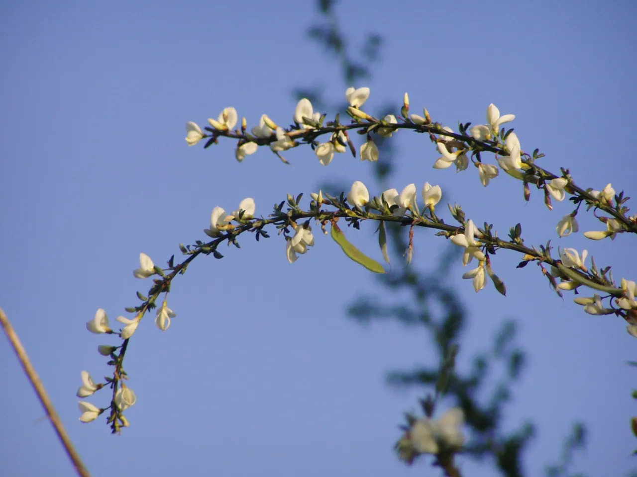 Cytisus multiflorus