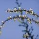 Cytisus multiflorus