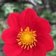 D. coccinea