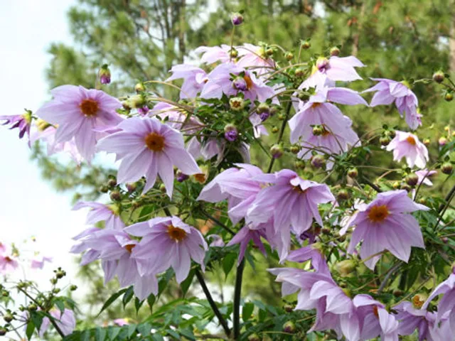 Dahlia imperialis