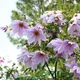 Dahlia imperialis