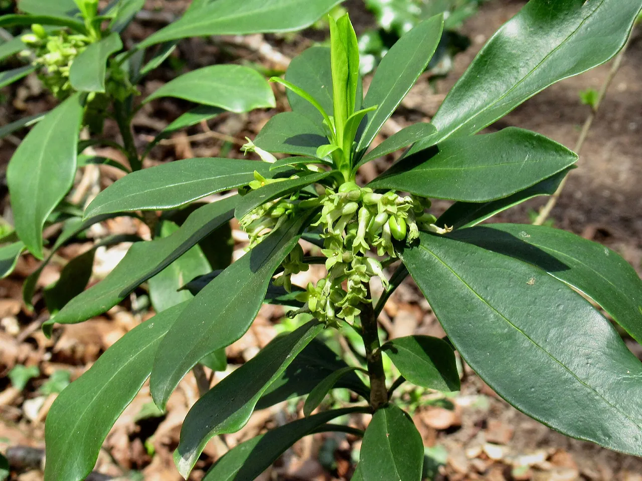 Daphne laureola