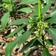 Daphne laureola