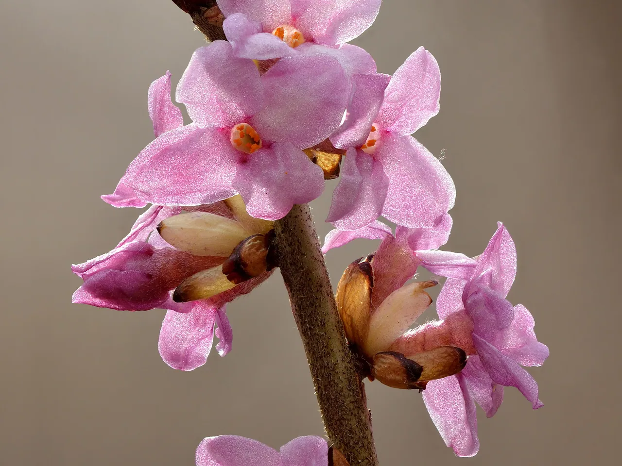 Mezereon