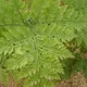 Davallia canariensis