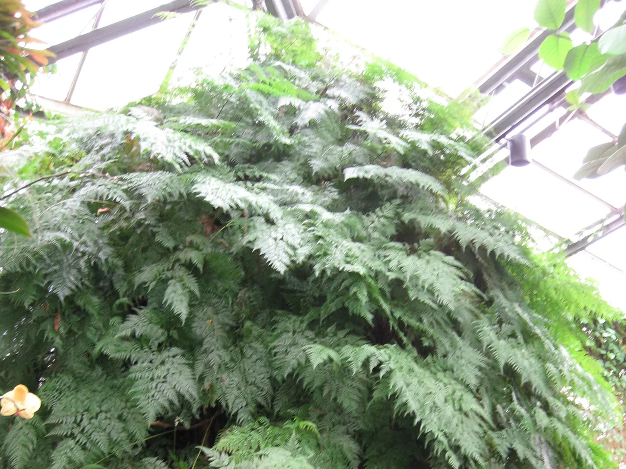 Davallia fejeensis