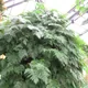Davallia fejeensis