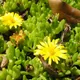 Delosperma nubigenum