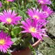 Delosperma sutherlandii