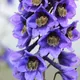 Delphinium elatum