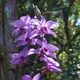 Cooktown orchid