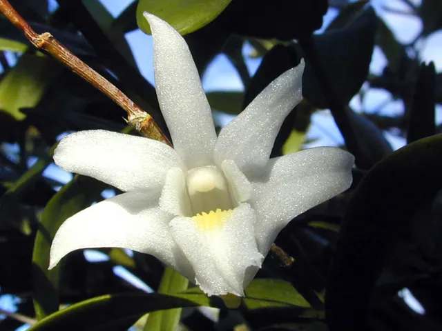 Pigeon Orchid