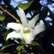Pigeon Orchid