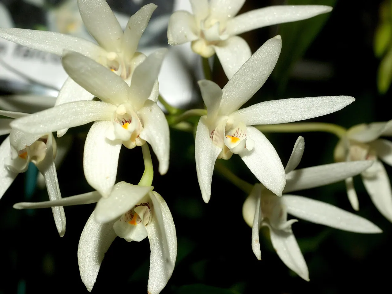 Beech orchid