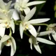 Beech orchid