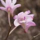 Pink rock orchid