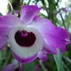 Noble Dendrobium