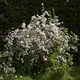 Slender deutzia