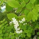 Deutzia scabra