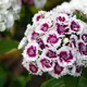 Sweet William