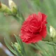 Carnation