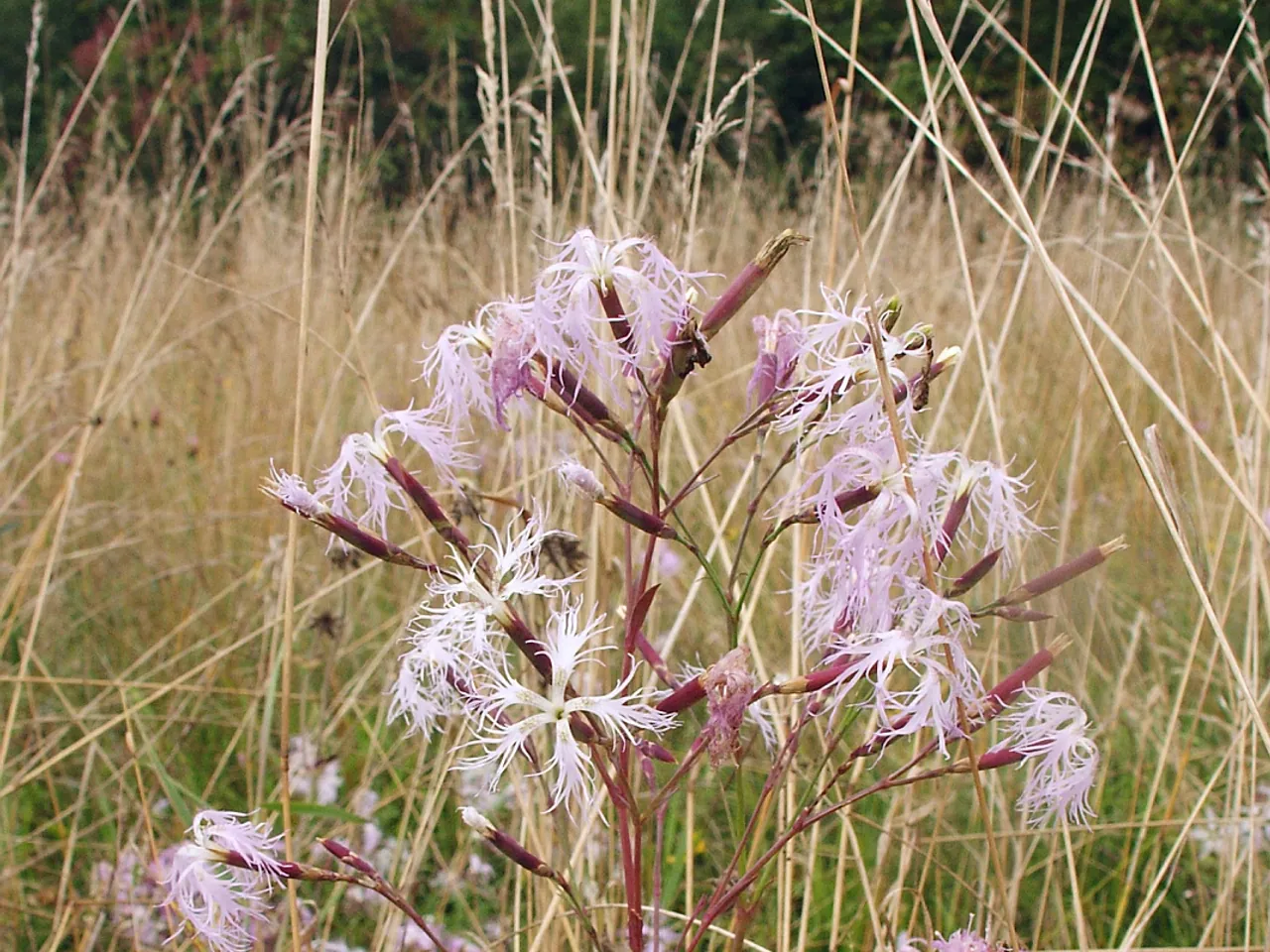 Fringed pink