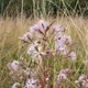 Fringed pink