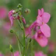 Diascia barberae
