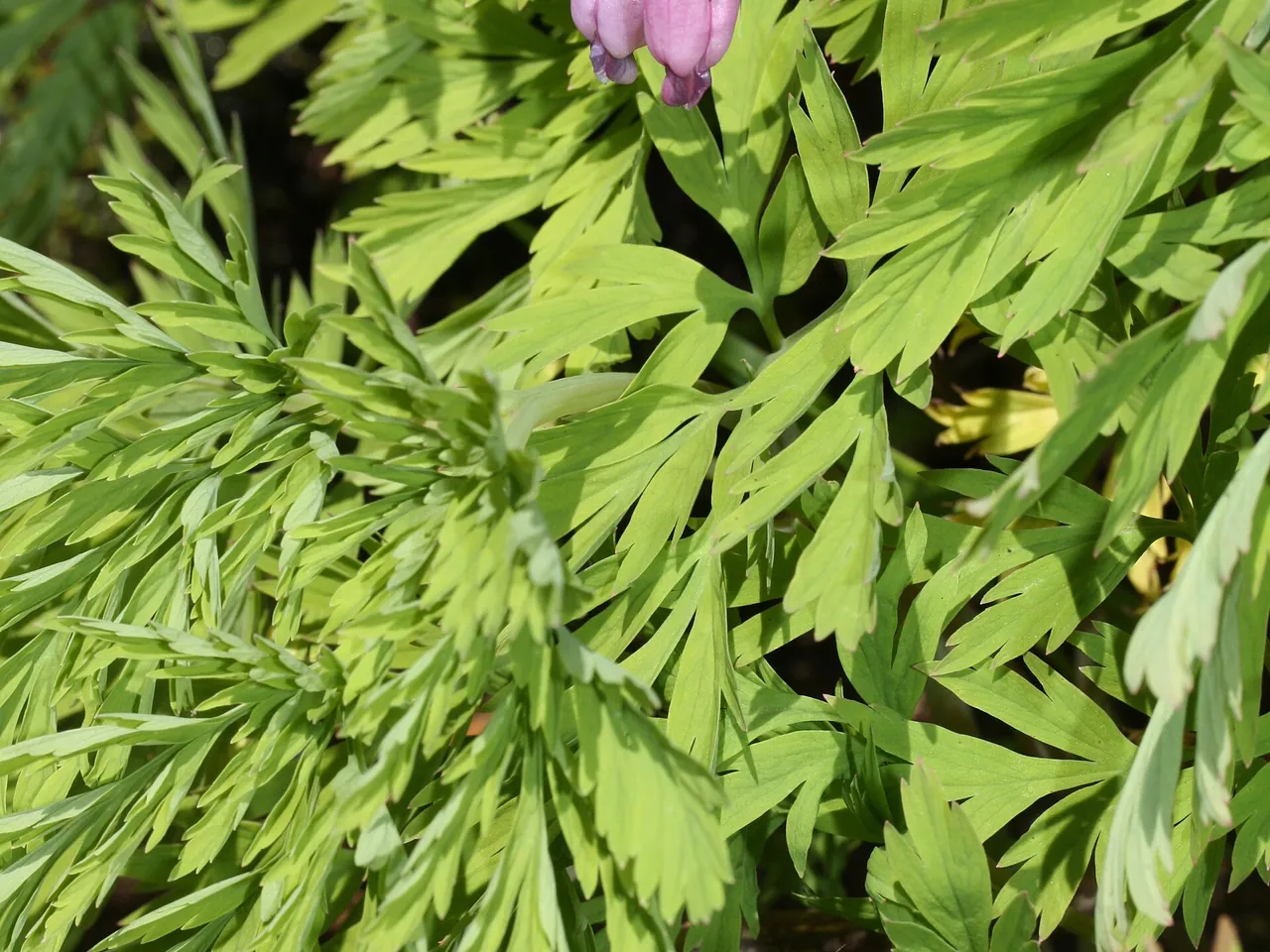 Pacific bleeding heart