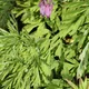 Pacific bleeding heart