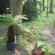 Soft tree fern