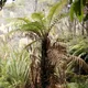 Rough tree fern