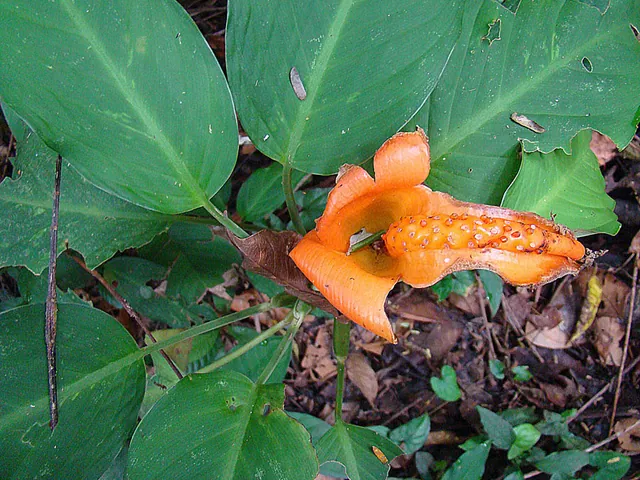 Dieffenbachia aurantiaca