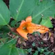 Dieffenbachia aurantiaca